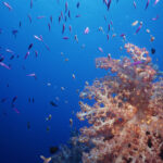 Fiji underwater world