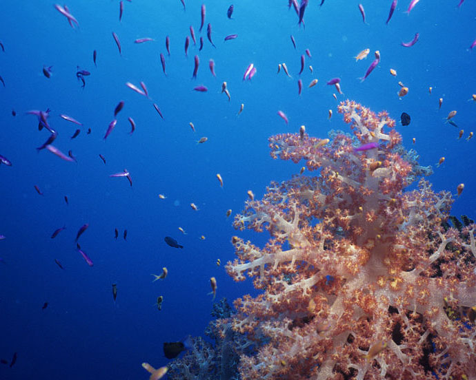 Fiji underwater world