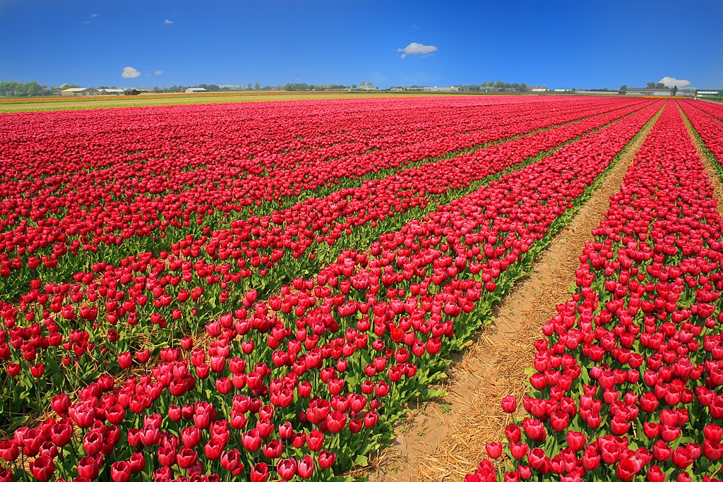 Holland Famous Tulip Gardens