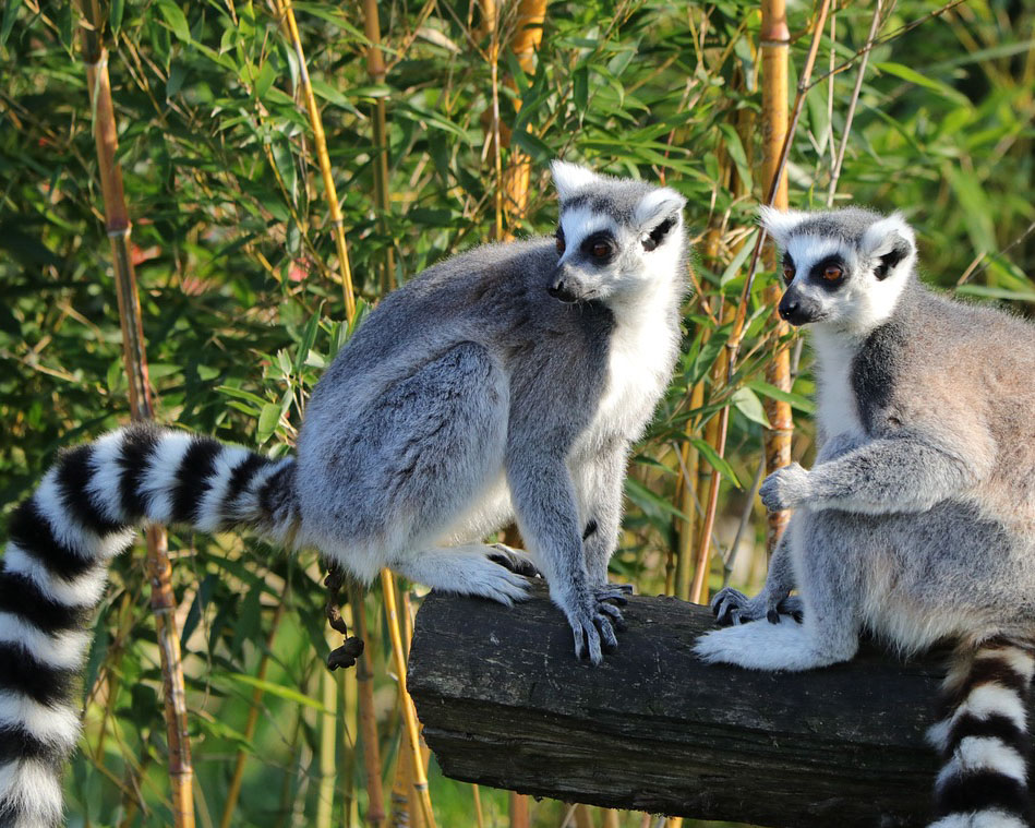 Madagascar wildlife Lemur