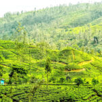 Scenic Tea Plantations in Sri Lanka