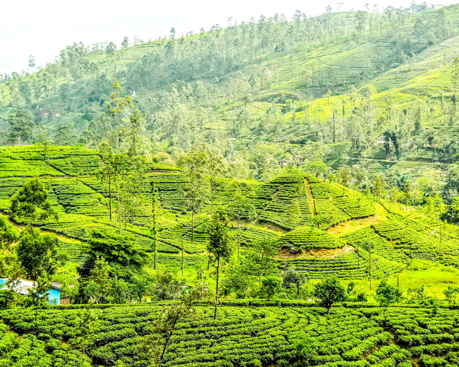 Scenic Tea Plantations in Sri Lanka